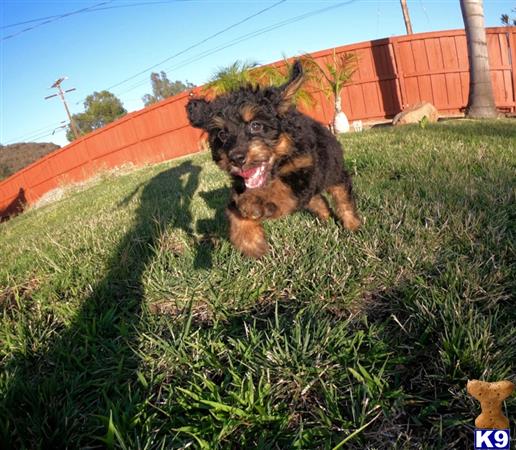 PuppyAvenue Picture 1